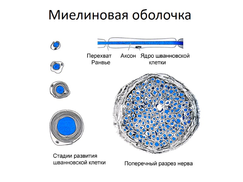 Миелиновая оболочка